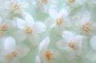 USA, Washington State, Seabeck. Japanese snowbell blossoms and raindrops. Art Print